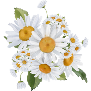 Chamomile flowers