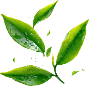 Green tea leaves with water droplets