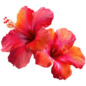 Hibiscus flowers