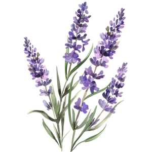 Lavender sprigs