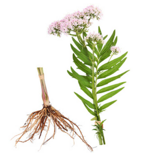 Valerian root plant